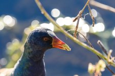 Circle B Bar Reserve--43.jpg