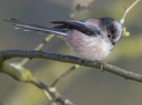 DSC_4867.jpg
