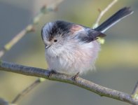 DSC_4873.jpg