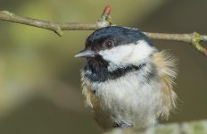 DSC_4930.jpg