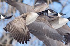 GeeseFlight-103.jpg