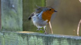 DSC_9161-Edit.jpg