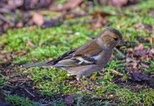 DSC_0011.JPG