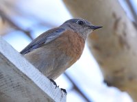 Bluebird.jpg