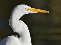 Egret.jpg