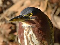 GreenHeron2.jpg