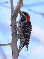 Woodpecker.jpg