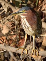 GreenHeron.jpg