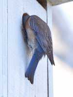 Bluebird2.jpg