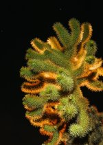 13 February 2016 - Hola Cholla!.jpg
