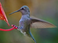 Hummer4.jpg