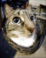 2-15-16 Bill the Cat   2.jpg