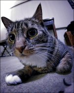 2-15-16 Bill the Cat   7.jpg