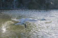DSC_6185.jpg