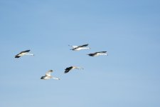 DSC_6090.jpg