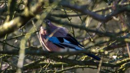 DSC_9216.jpg
