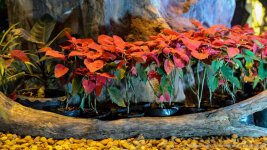 flowers at night-1.jpg