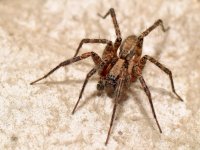 Spider2.jpg