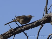 2-16-16-cr-b4__D7K1338.jpg