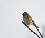 DSC_6074.jpg