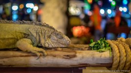 feeding time-1.jpg