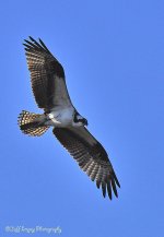 _DSC3106.jpg