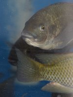 Fish4.jpg