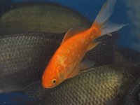 Goldfish.jpg
