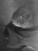 FishBW2.jpg