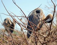 2-17-16 Wako   6.jpg