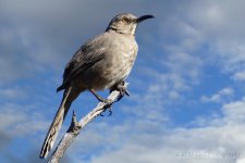 2-16-16-cr-redoBG__D7K1365.jpg
