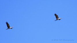 2-17-16-cr__D7K1384.jpg