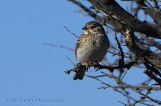 2-17-16-cr__D7K1397.jpg