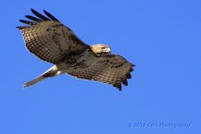 2-17-16-cr__D7K1395.jpg
