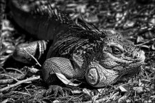 2-17-16 Wako   30 BW.jpg