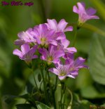 Purple Flower - 1_Bill.jpg