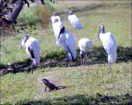 2-17-16 Wako   29.jpg