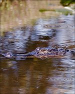2-17-16 Wako   36.jpg