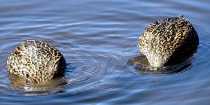 2-17-16 Wako   26.jpg
