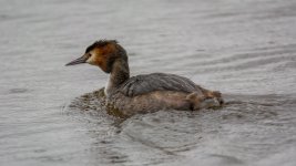 DSC_9337-Edit.jpg