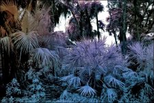 2-18-16 Trade Winds IR   2.jpg