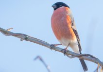 DSC_4961b.jpg