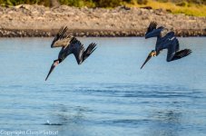 DSC_0704.jpg