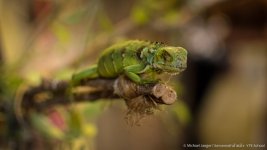 green lizard-1.jpg