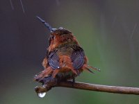 Hummer3.jpg