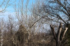 Winter Trees-2538-Edit.JPG