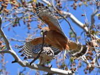 Hawk2.jpg