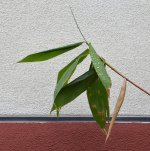 Leaves.jpg