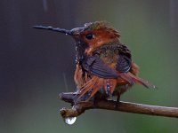 Hummer6.jpg