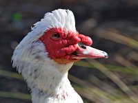 MuswcovyDuck2.jpg